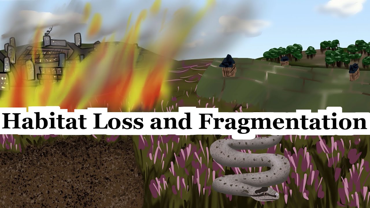 What Are Habitat Loss and Fragmentation? Examples Using Impacts on UK Reptiles | Scientific Concepts