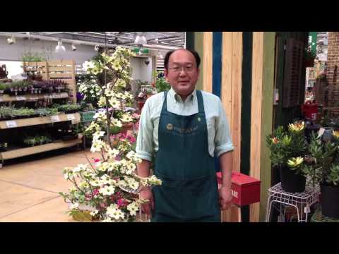 シベリアハナミズキ、紫ハナミズキ 植物