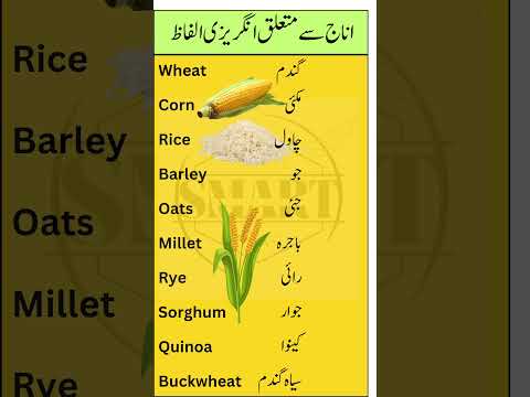 Top Grain Vocabulary with Urdu Meanings | Learn Common Grain Names in English and Urdu