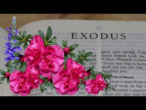 ÊXODO 6 | Deus promete livrar os israelitas | TWR BRASIL | Dr. McGee by Itamir Neves