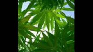 King Pin Come into the Ark