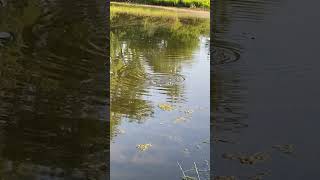 Download lagu Uji Aksi Umpan Topwater Popper! mp3