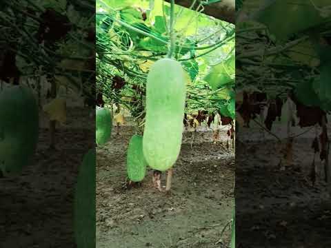 Agura bai chajaknai #viralreels #nature #sujay #shots