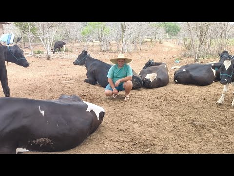 Lucas gives a lesson on how to raise dairy cows, saying that Holstein cows are better for raising...