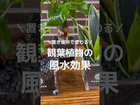 jardin feng shui romarin Rosmarinus officinalis bois