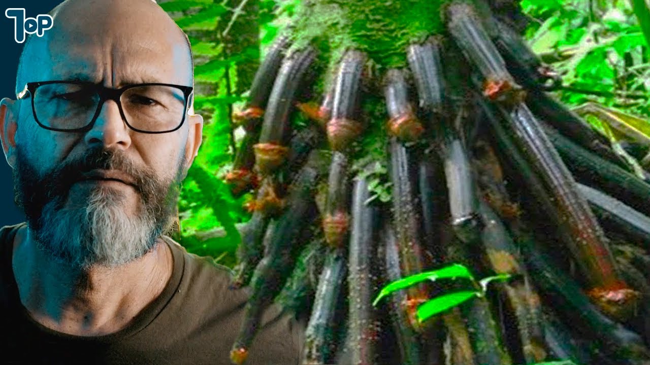 A Maior Árvore do Mundo é Maior Que Sua Imaginação