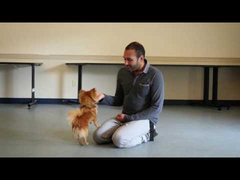 Tip Tuesday: How To Stop A Dog From Licking People