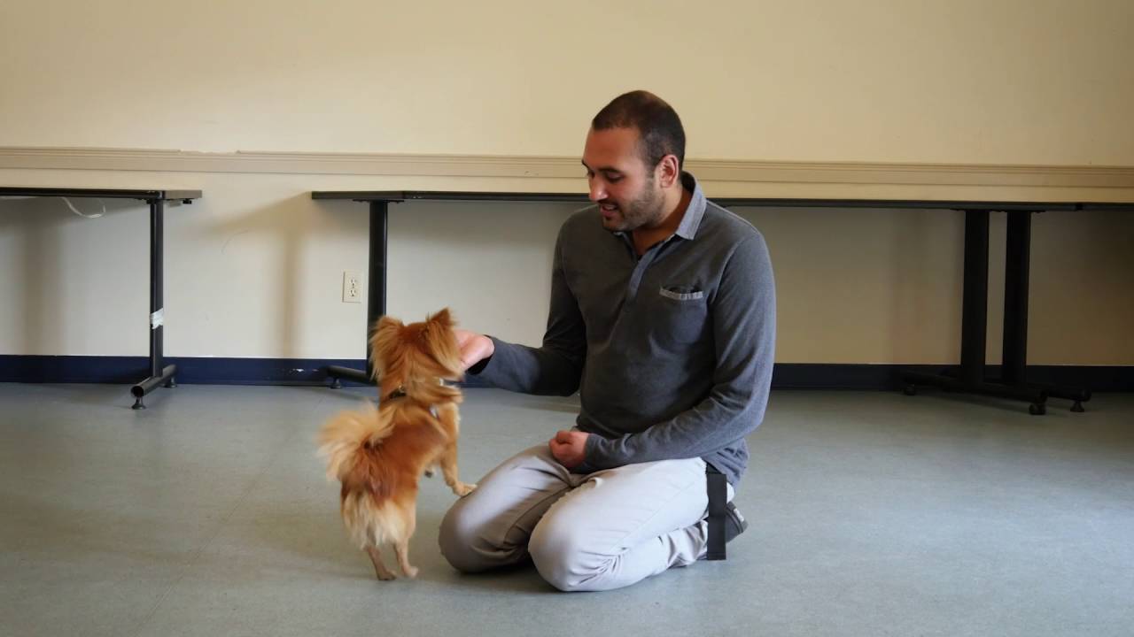 YouTube video preview