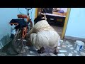 Cycle Aunty Daily House Cleaning Vlog 31