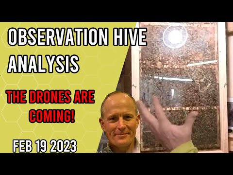 Observation Hive Analysis - Feb 19th - The Drones are Coming! - Jacksonville FL Zone 9a