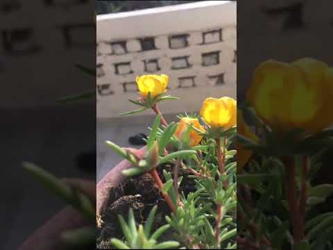 How flowers move and grow in a day short film showcase #see flower dance