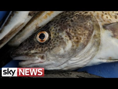 North Sea Cod: Are Numbers On The Rise?