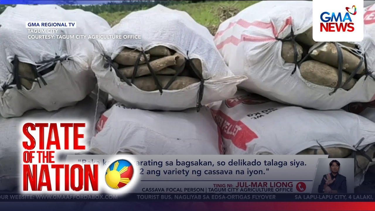 Toxic “industrial cassava” stolen; Tagum authorities sound alarm | SONA