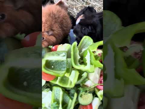Feeding my guinea pigs a meal of fresh veggies