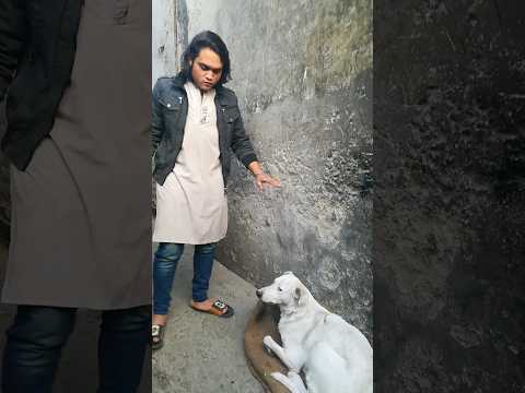 #trained #streetdog #injection #viralshots #petvlog #mostexpensive (Raheem Qureshi)