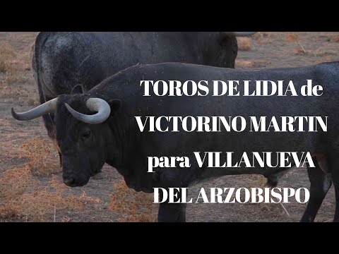 TOROS DE LIDIA de VICTORINO para VILLANUEVA DEL ARZOBISPO