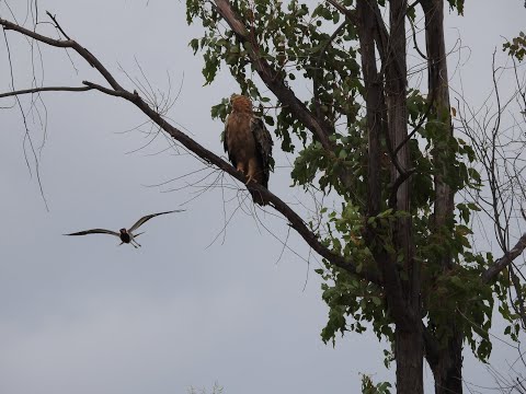 Tawny Eagle mobbed by Lapwings