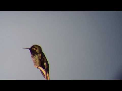 Anna's Hummingbird. . Yard first