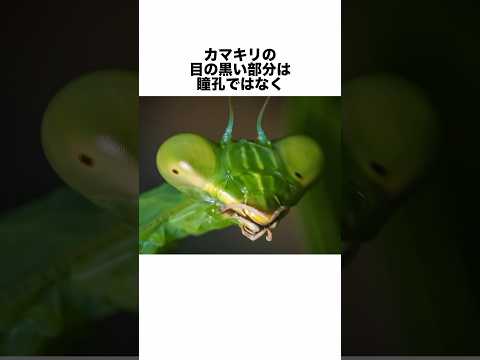 舟足動物について詳しく解説