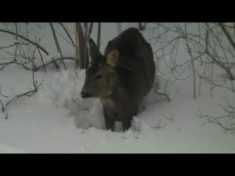 Rådjur i trädgården