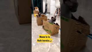 Download lagu Meow naik kereta || lucu bikin ngakak #kucing #shorts mp3