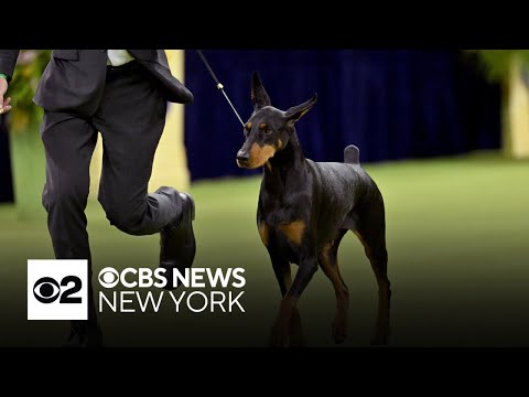 Penny the Doberman wins best in show at 150th Westminster Kennel Club Dog Show