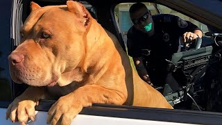 Massive Pit Bull Causes Chaos! You Won't Believe the Unexpected Twist When Officers Arrive!