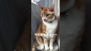 近づけば威嚇する猫
