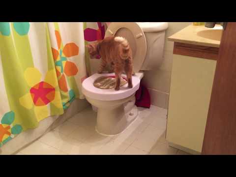 Watch as Simba and Effy Use the Toilet at the Same Time!