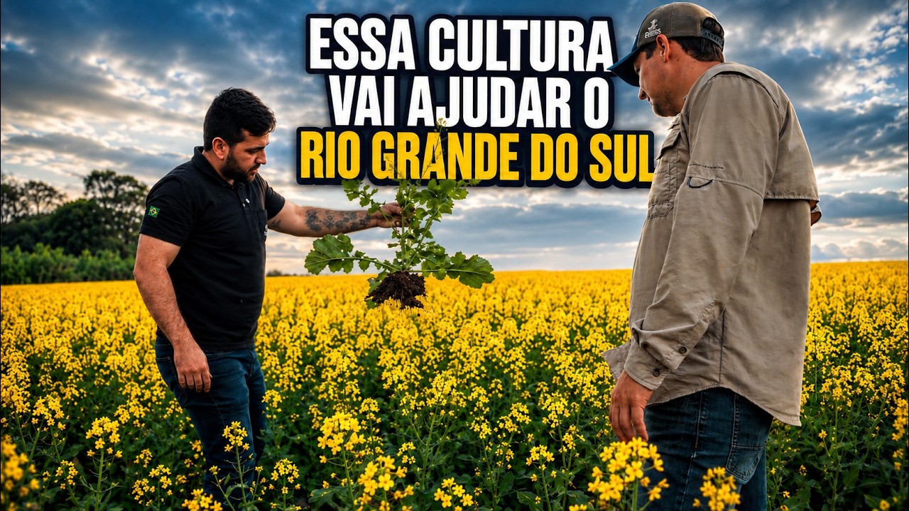Conheci a cultura da Canola e como pode ser uma boa opção de janela