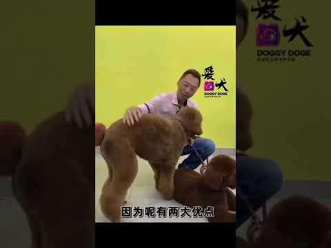 Standard Poodle 巨贵