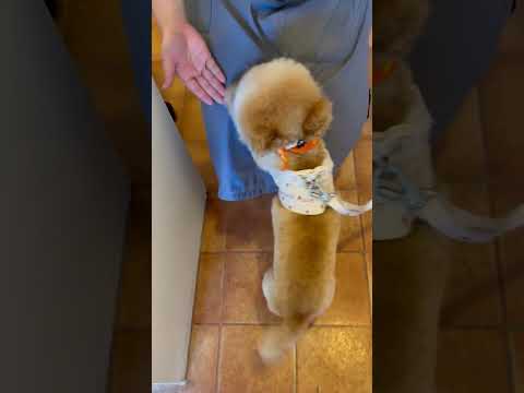 経営学科 トリマーさんにじゃれつくトイプードル15ヶ月 #toypoodle #トイプードル