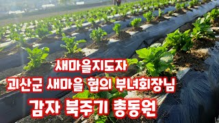 감자 북주기 새마을지도자 괴산군새마을회 협의 부녀회장님