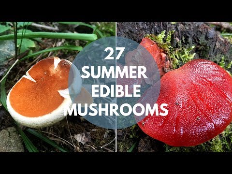Wild Mushrooms You Can Eat: Summer Edition