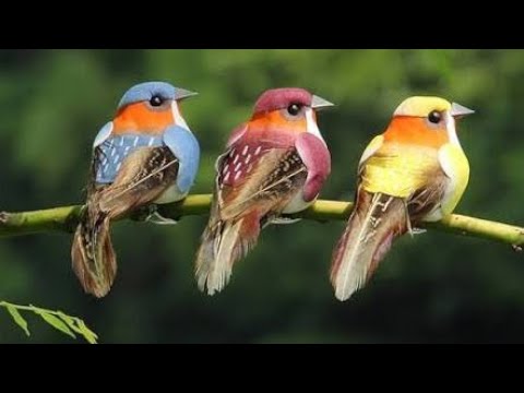 Nightingale Singing 🐦 | World’s Most Beautiful Bird Song | Nature Sounds 4K