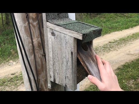 PROTECTING bluebirds is easier than you may Think