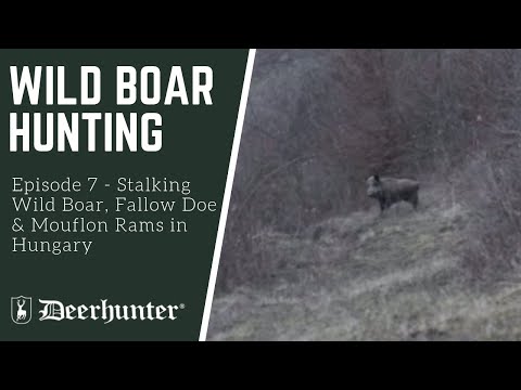 Wildschweinjagd – pirsch auf Wildschwein