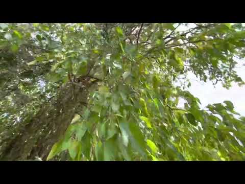 Osage Orange Fruit Review