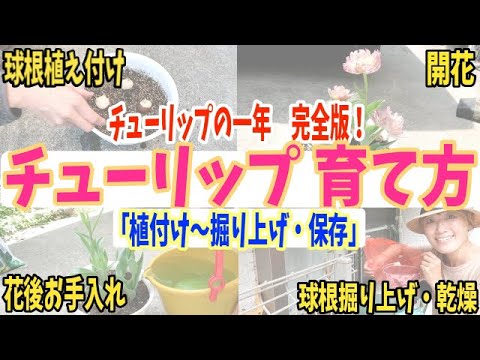 チューリップの植え方: 球根の正しい植え方 植物