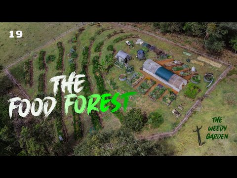 THE FOOD FOREST - How I planned, planted and protect my food forest