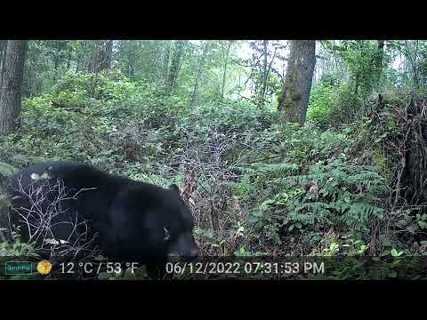 3rd Week of June - Trail Cam Videos