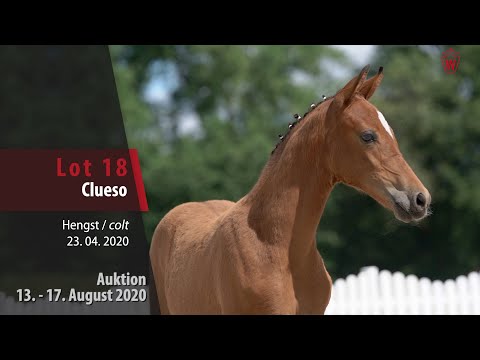 Online Fohlen-Auktion v. 13.-17.8.20: Lot 18 Clueso Hengst v. Cosmo Royale -  Halifax