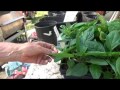 GREEN BELL PEPPER - GROWING STEP BY STEP [HOW TO DO IT] (OAG 2017)