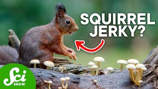 8 Creative Ways Animals Store Food