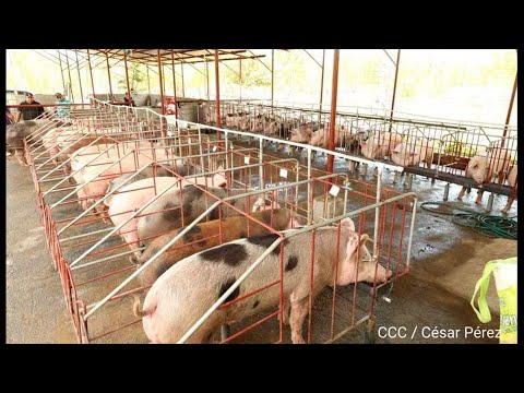 , title : 'Más de 33 millones de libras de carne de cerdo se producirá en 2022'