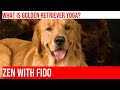 Yoga With Your Golden Retriever Find Zen Bond With Your Furry Friend