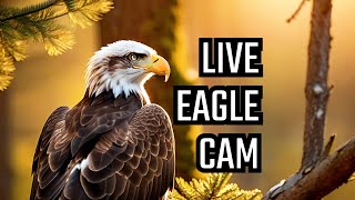 Dulles Greenway Eagle Cam - 4K live webcam