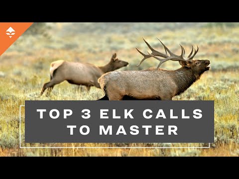 Top 3 Elk Calls To Master