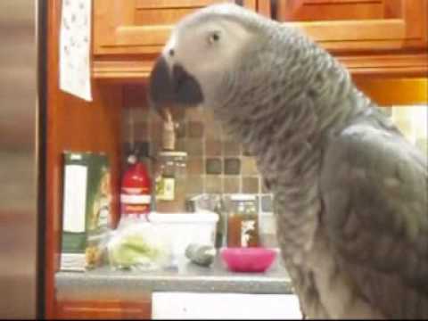 Fågelturken Vem var det som kasta