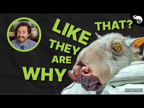 Three of the Strangest Animals on Earth!